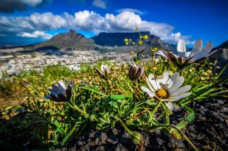 Top Attractions - Table Mountain - CTT_Table Mountain_(c)Lisa Burnell (12).jpg